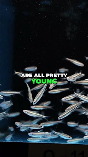 Rainbow Shiners | Freshwater Rainbow Fish