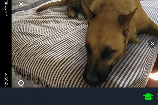 Cómo descargar Sasha Dog, el "filtro del perro" viral de Instagram que para tantas bromas se está usando