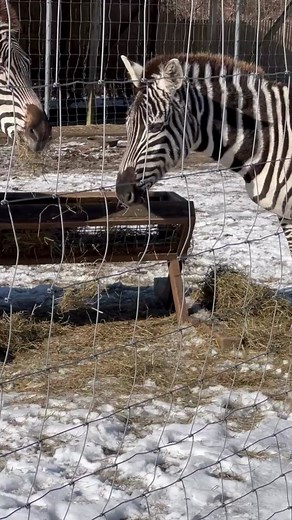 1.3K views · 18 reactions | Winter time at the Long Island Game Farm...