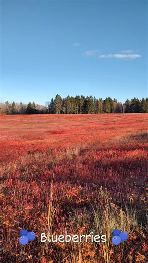 Blueberry fields! 🫐 #maine #roadtrip #downeast #blueberries #iloveithere #mainelife #wildblueberryland #columbiafallsmaine | GET OUT 207