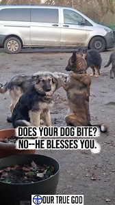 “Does your dog bite?” “No — he blesses you.” 🐾🙏 Even creation knows how to show gentleness, love, and care. If dogs can lay paws in kindness, how much more should we lay hands in love, prayer, and compassion? A little joy. A little humor. A reminder that blessing others should come naturally. Type AMEN if this made you smile today. Type AMEN and Share if you agree Follow @ourtruegod FB: ourtruegodcom Website: www.ourtruegod.com #ourtruegod #WholesomeFaith #ChristianHumor #GoodDog #FaithAndJoy 