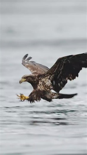 Eagle catches a huge fish in stunning capture