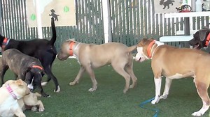 4.8K views · 141 reactions |  DOG'S PLAYING for LIFE!! Take a look...