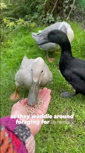 🦆 Don’t get ducks! 💩 They poop every 15 minutes! #ducks #gardening #growyourownfood