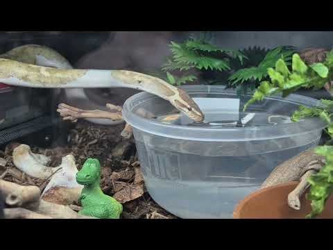 Ball Python drinking water