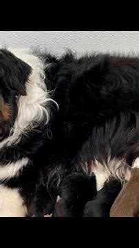 Kennel and whelping box set up