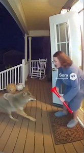 POV: A Coyote Wakes You Up at Night 😭🐺