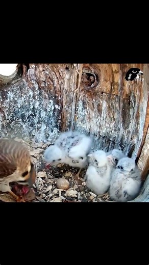 Hungry Kestrel Chicks Receive Meal From Mom