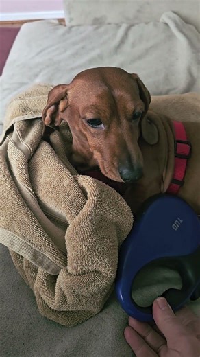 Dont Walk The Dog! Walk The 22 mile Ho scaleMainline at Howard Zanes. on the channel Now!