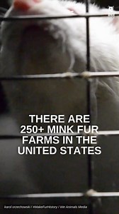 Born Free USA's latest report, Risky Business: The Dangers of Zoonotic Disease in the Fur Trade, exposed the threats fur farms pose to public health and safety. The Mink VIRUS Act is a groundbreaking piece of legislation that would ban the cruel farming of mink for their fur in the United States, while protecting members of the public from new and ongoing pandemic threats posed by the fur farming industry. Visit our website to write to your legislators, demanding they co-sponsor the Mink VIRUS A