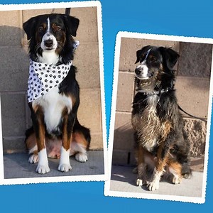 45 reactions · 6 comments | Pamper your pup with Petco dog grooming. Our trained stylists provide dog baths, haircuts, nail trims and more so your dog looks and feels their best. | Petco | Facebook