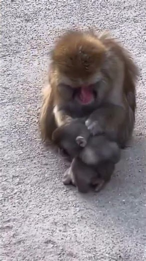 Epic Teddy Cuddles Buy the Deal! 💥🐻