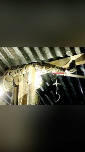 Huge Python in House | ঘরের চালে ঝুলছে বিশালাকার সাপ। জলপাইগুড়ির ক্রান্তি ব্লকের দক্ষিণ মাজগ্রামের ঘটনা। রাতে ঘরের ভিতর সাপ দেখে আতঙ্ক #Jalpaiguri #Python | News18 Bangla