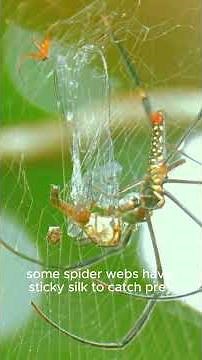 🕷️How Spiders Make Their Incredible Webs🕸️| Junior Explorers #spider