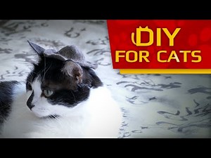 How to make a Cat Hat in 5 minutes (Easy and Fast) - DIY for CATS 4K