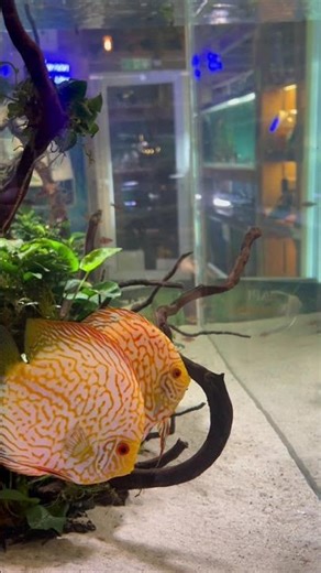 Check out this breeding pair of Discus we recently sold in the shop.