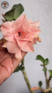 Latest adenium variety 🪴 . . . . . #adenium #desertrose #flower #garden #adeniumlover #plant #adeniumfactory #adeniumindonesia #gardening #adeniumflower #plantshopping | Adenium Factory