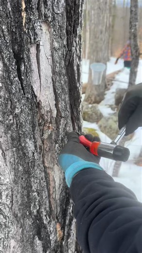 Bucket season is here! 🍁 💧 It starts with drilling a small, shallow hole into the xylem (aka sapwood) layer of the tree and setting a tap. Next, we hang our buckets and listen to that sweet, sweet sound of sap dripping. It never gets old! Then, we wait….. 🥞It takes 40 gallons of sap to make one single gallon of finished maple syrup- But it’s worth it for so many reasons. We hope to be busy in the woods for the next month if the weather cooperates! #mapleseason #FromTreeToTable | Prime Farm