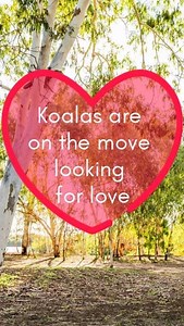 40K views · 314 reactions | Koala breeding season has started. Koalas will be on the move, possibly through people’s backyards and over busy roads. You can help keep them safe by securing your dog at night, slowing down when driving through koala areas, and reporting any sick or injured koalas to the RSPCA on 1300 ANIMAL. | Queensland Environment | Facebook