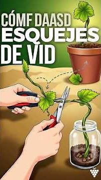 "Secrets to Successfully Rooting Vine Cuttings"