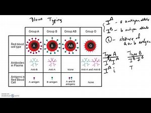 Genetics - Incomplete Dominance, Codominance