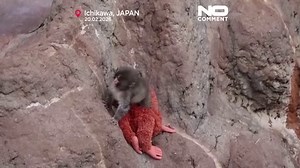 Makake Punch und sein Kuscheltier: Vom Außenseiter zum Netz-Liebling