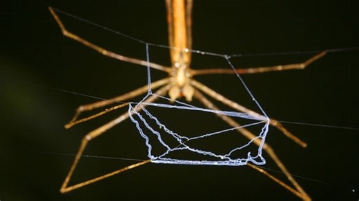 Forscher entschlüsseln Geheimnis der Spinnenseide