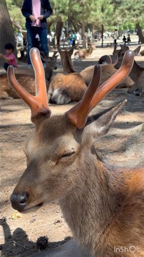 日本の道路で🥰鹿は何を食べているの#shortsviral #narapark