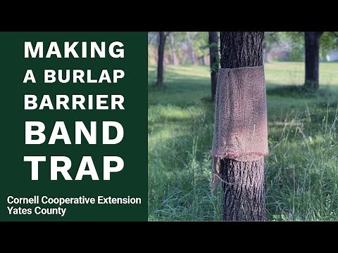 Wrap Your Trees! How to Make a Burlap Barrier Band Trap