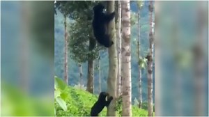 Bear cub learns how to climb a tree from its mother. Watch viral video