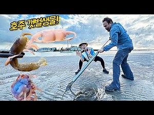 호주 갯벌 뚫어뻥! 알록달록한 호주 갯벌생물들이 나온다...
