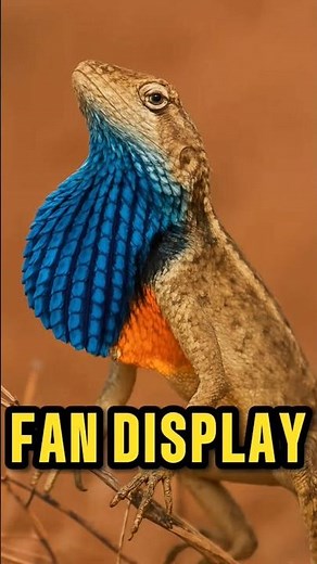 🌈 Rainbow lizard shows its colors!