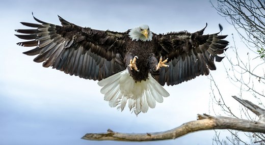 What Is the Wingspan of an Eagle? | Wingspan, Largest Eagle, & Eagle Species | Britannica