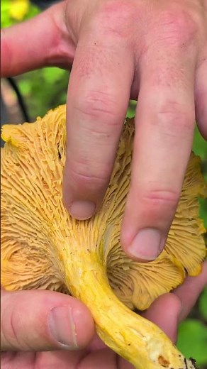 How to Identify a Chanterelle Mushroom | ISLE ROYALE NATIONAL PARK
