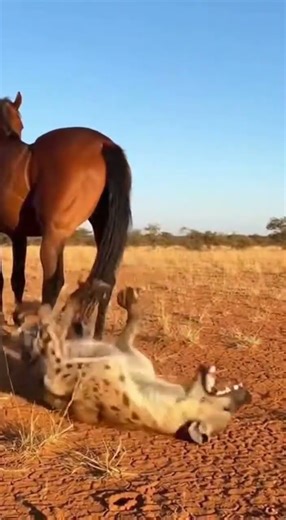 Amazing weapons of animals.動物たちの驚くべき武器 | The Hidden Blades Unleashed