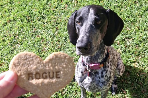 South Africans Rally to Keep Conservation Dog Rogue Safe on the Road