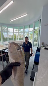 Come get some fresh Golden Tilefish and congratulate the winner!! | Reed_thefishmonger