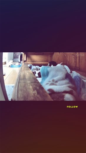 Even when we’ve opened the nest in our foster kitten nursery, we still like to keep a camera on it to see how the kittens are doing when we aren’t in there. But looks like our protective mama foster cat, Dalila, has other idea about her privacy. Still glad some of the kittens are curious. If you follow us regularly, you’ll see us talk about this a lot as we want to make sure those who only see one post in passing also have these pieces of information: The key fostering a nursing mom with neonata