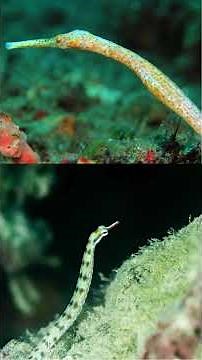 The Fascinating Pipefish 🐟 Anatomy, Habitat, Behavior, Diet, and Reproduction