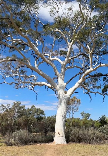 This Ghost Gum at Trephina Gorge is MASSIVE! 🌳👀 One of the biggest I’ve ever seen—standing strong in the heart of the Outback. Nature never fails to impress! #GhostGum #TrephinaGorge #NTExplored #OutbackGiants #NatureLovers #AustraliaTravel #WildAustralia #SacredLand #ExploreNT #RoadTripAustralia #RedCentre #HiddenGems #AussieAdventures #EpicTrees #NaturalWonders #OutbackExperience #TreeOfLife #AncientLandscapes #BushwalkAustralia #ScenicViews #TravelDiaries #MajesticTrees #EcoTravel #Adventur