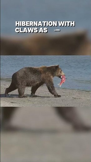 Top Ten Animals of North America: Grizzly Bear