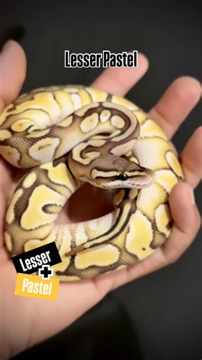 Meu Pet Diferente on Instagram: "Você sabia que muitas mutações de Ball Python são combinações que realçam o que cada gene tem de melhor? O Pastel é uma das mutações mais populares do mundo, conhecido por intensificar os tons amarelos e clarear o padrão, deixando a serpente muito mais vibrante. Já o Lesser é um gene codominante que reduz os tons escuros, trazendo um contraste limpo, com laterais mais suaves e coloração elegante. Quando unimos os dois, temos o Lesser Pastel: um combo que entrega 