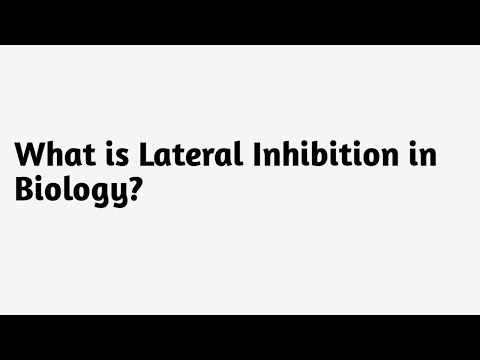 What is Lateral Inhibition in Biology ?
