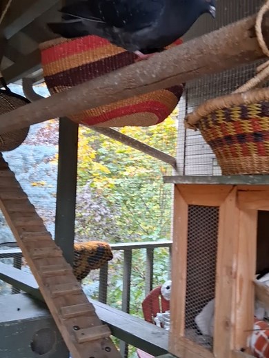 Cynthia Harris on Reels