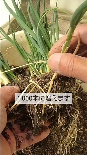 3/26【葉ネギ】植替え こうすると今年もまた昨年のように1,000本に増えます
