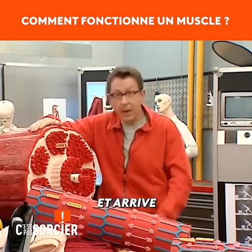 Les muscles et la souplesse ! #cestpassorcier #science #Jamy « C’est pas sorcier », le magazine de la science et de la découverte présenté par Fred, Jamy et Sabine. A bord de leur camion laboratoire, les trois présentateurs nous emmènent vers des sites insolites et spectaculaires pour nous expliquer le monde qui nous entoure. Retrouvez les émissions sur : https://www.youtube.com/user/cestpassorcierftv Suivez-nous sur Facebook https://www.facebook.com/cestpassorcier/ | C'est pas sorcier