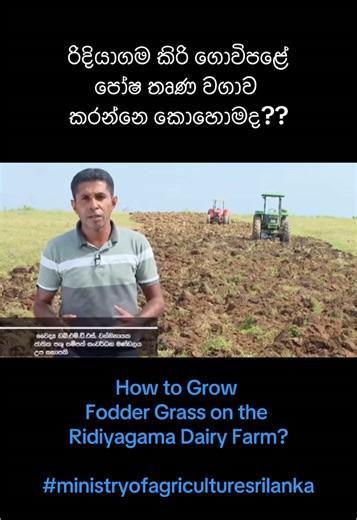 Ridiyagama Dairy Farm: Fodder Grass Cultivation Guide
