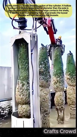 Harvesting the Stick 🌊 | How a Simple Tube Revolutionizes Mussel Collection