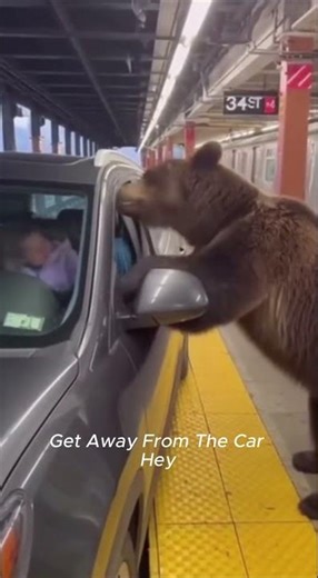 Caught on Camera | Bear Attacks Car on Subway #sora2 #aishorts #aivideo #animalattack