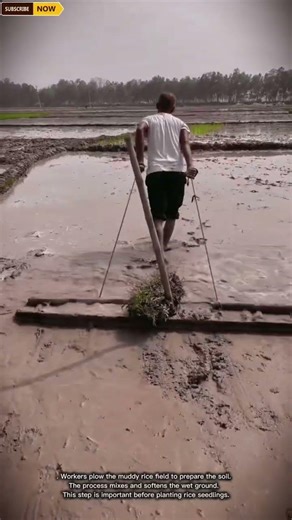 Efficient Rice Field Plowing Process for Preparing Wet Soil in Paddy Farming
